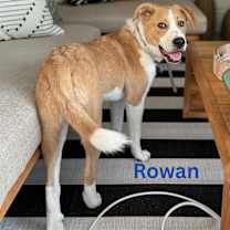 Thumbnail photo of ROWAN #1