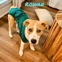 Thumbnail photo of ROWAN #2