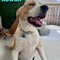 Thumbnail photo of ROWAN #3