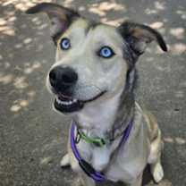 Thumbnail photo of PASHIA #2