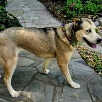 Thumbnail photo of PASHIA #4