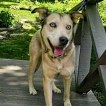 Thumbnail photo of PASHIA #1