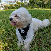 Thumbnail photo of Bebop #4