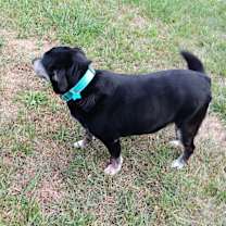 Thumbnail photo of Mojo #2