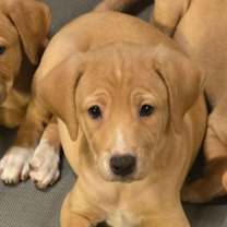 Thumbnail photo of CHLOE #1