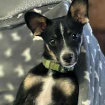 Thumbnail photo of Rocky #1