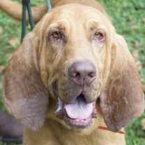 Thumbnail photo of Brooks #2