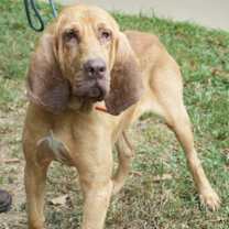 Thumbnail photo of Brooks #4