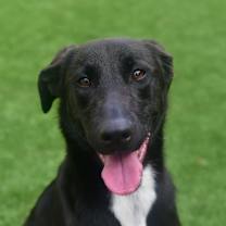 Thumbnail photo of Ebony #1