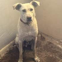 adopt-pet