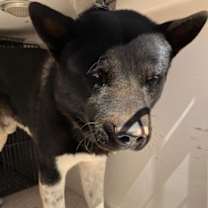 adopt-pet