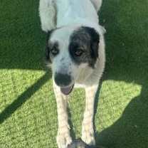 Thumbnail photo of Kaya #3