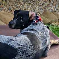 Thumbnail photo of Rip #2