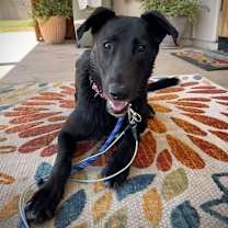adopt-pet