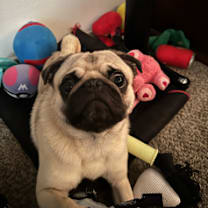 Thumbnail photo of Loki #3