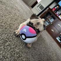 Thumbnail photo of Loki #4