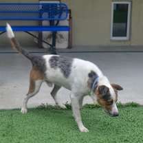 Thumbnail photo of Knuckles #2