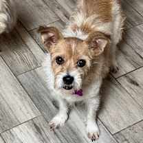 adopt-pet