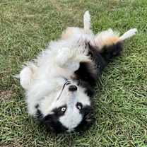 Thumbnail photo of Pandora #3