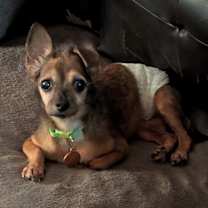 Thumbnail photo of Reggie #4