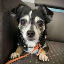 adopt-pet