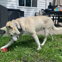 Thumbnail photo of Huck #4