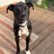 Thumbnail photo of Wobble #1