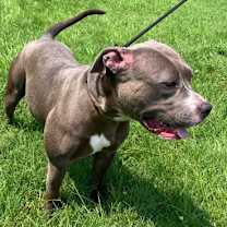 Thumbnail photo of Sweet Pea #3