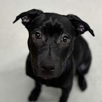 Thumbnail photo of Luna #4