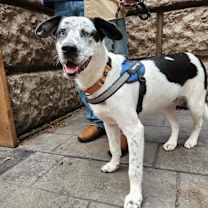 Thumbnail photo of Jackson #2