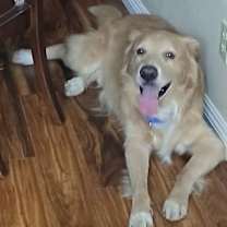 Thumbnail photo of Guero #1