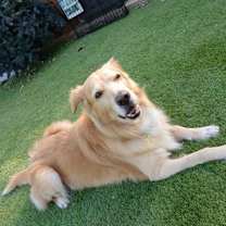 Thumbnail photo of Guero #2