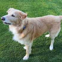 Thumbnail photo of Guero #3