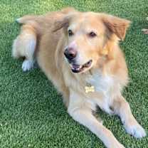 Thumbnail photo of Guero #4