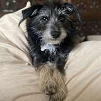 adopt-pet