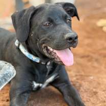 Thumbnail photo of Pepper #1