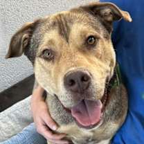 adopt-pet