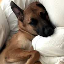 Thumbnail photo of Bubba #3