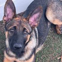 Thumbnail photo of Phoebe #1