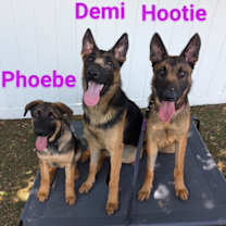 Thumbnail photo of Phoebe #2