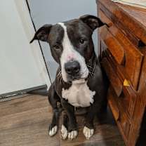 Thumbnail photo of Poe #1