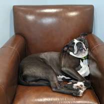 Thumbnail photo of Poe #2