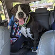 Thumbnail photo of Poe #3