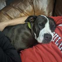 Thumbnail photo of Poe #4