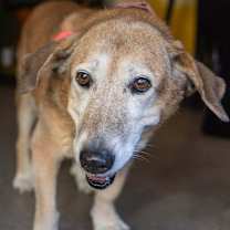 Thumbnail photo of Tilli #2