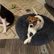 Thumbnail photo of Callie #4