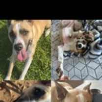 Thumbnail photo of Callie #1