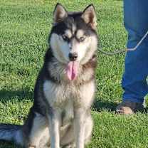 Thumbnail photo of Luna #2