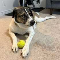 adopt-pet
