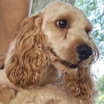 Thumbnail photo of Archie #1